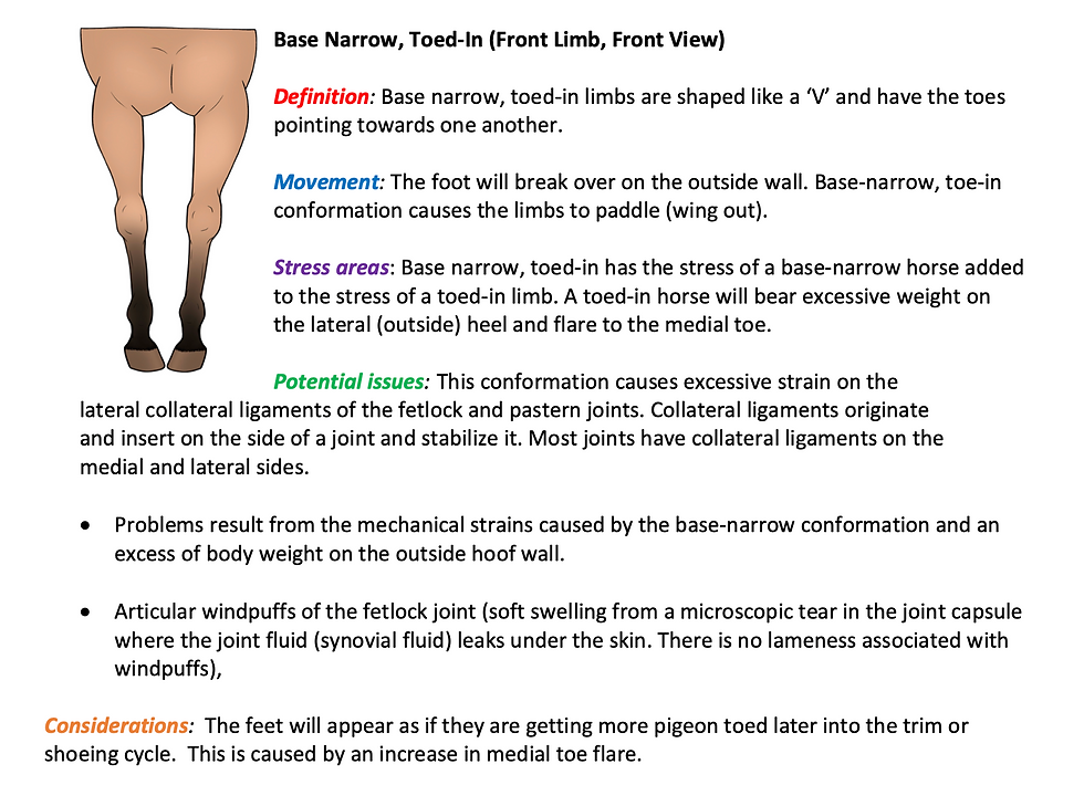 Base narrow, toed-in horse conformation. Equine Conformation Certification Program.