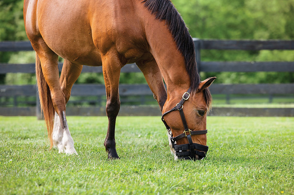 What is PSSM and How Does it Affect Horses? A Deep Dive