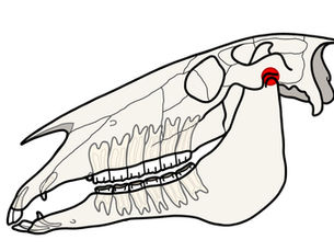 Horse Skeleton Anatomy Explained: Major Bones, Diagram, and Function