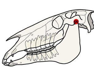 Horse Skeleton Anatomy Explained: Major Bones, Diagram, and Function