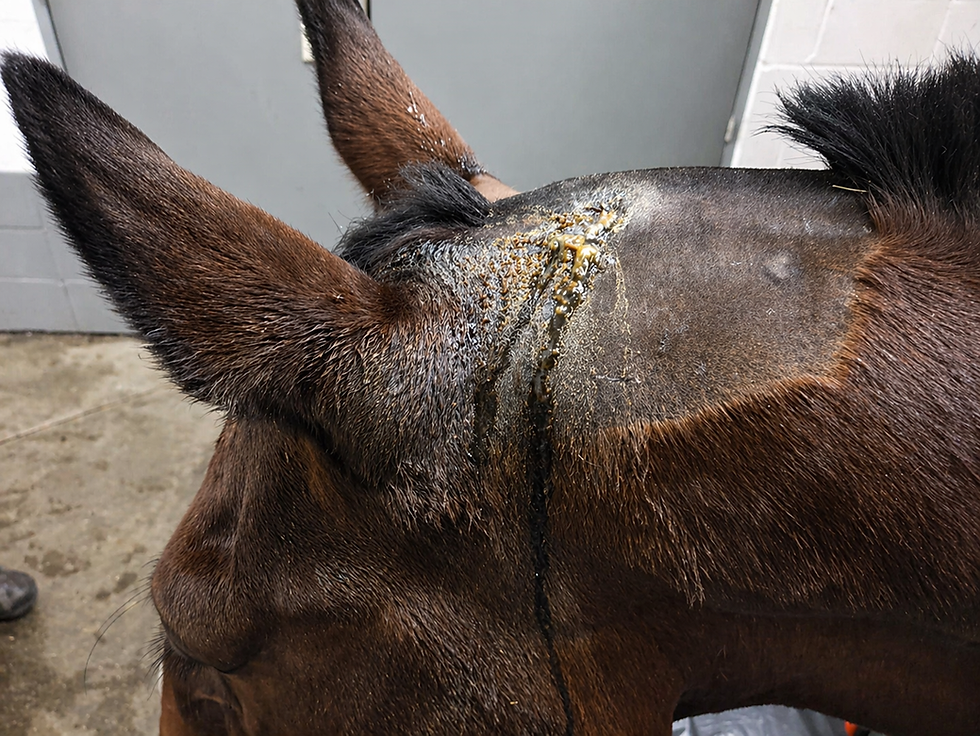 A horse suffering with poll evil, or fistulous cranial nuchal ligament bursitis