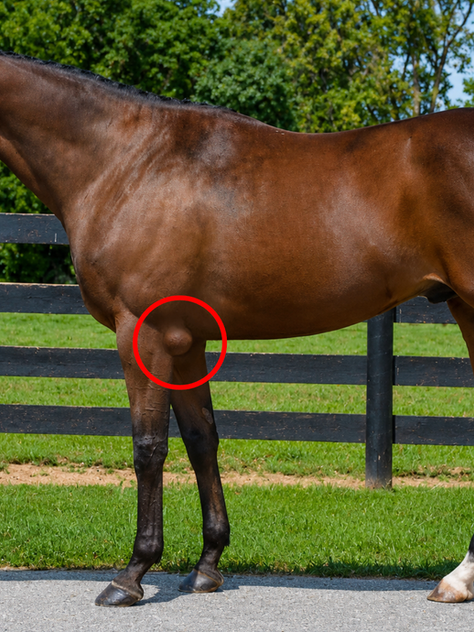 Horse with capped elbow