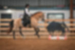 Andalusian horse in Garrocha Riding