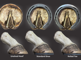 Rolled toe horseshoe modification