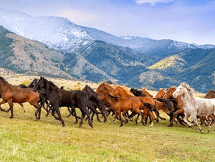 Herd of wild horses running