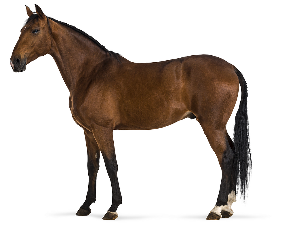 Horse with no neck atrophy