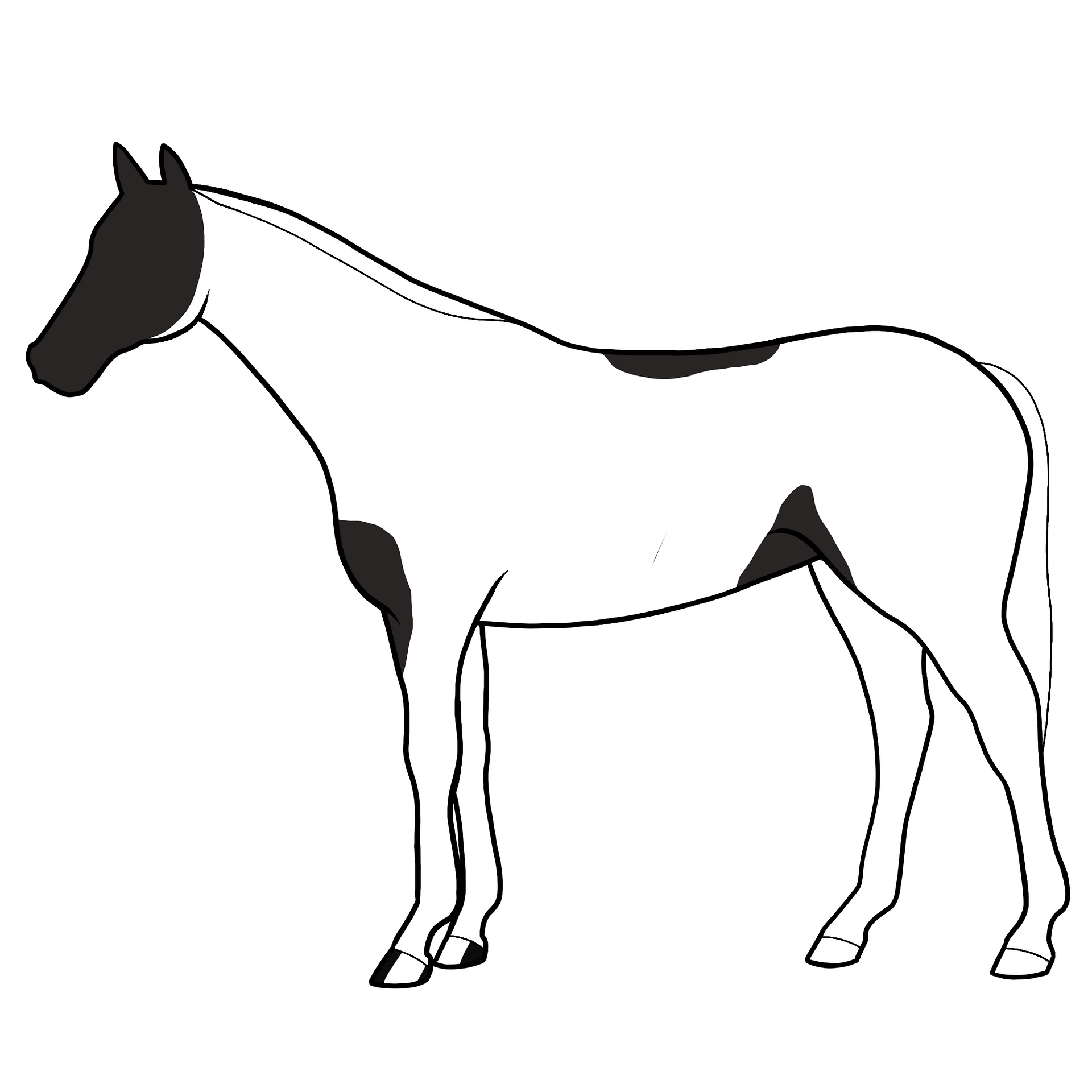 Extensive Tobiano