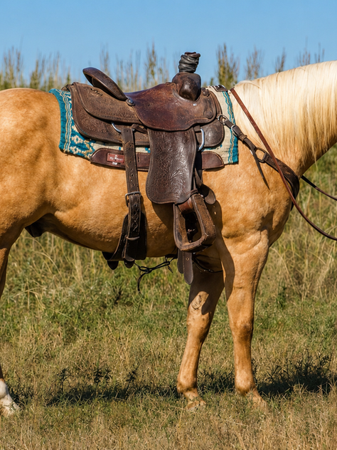 American Quarter Horse