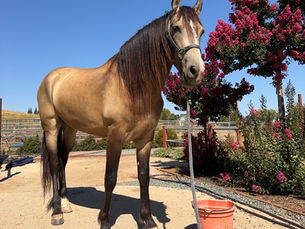 Buckskin Andalusian horse