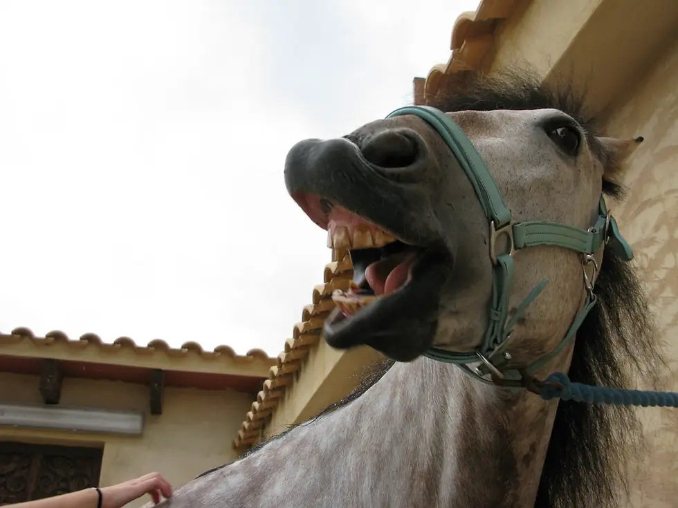 Rabies in Horses: an Advanced Overview