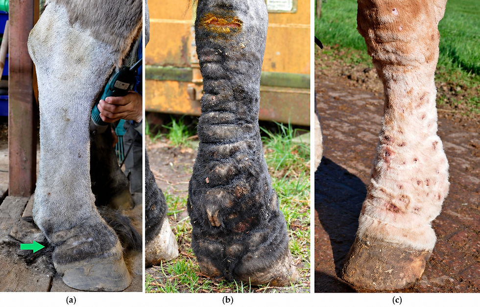 Stages of chronic progressive lymphedema, mild, moderate, and advanced, in draft horses