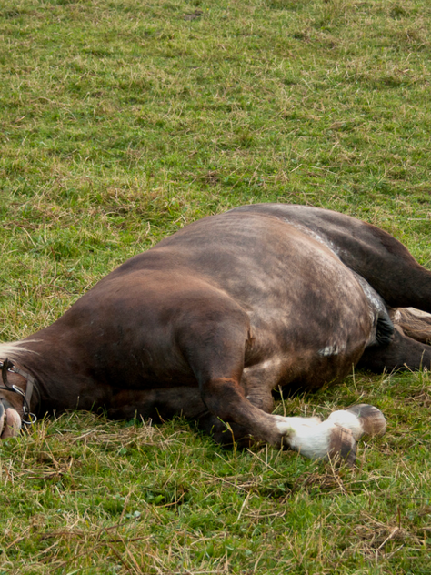 Caballo con colico