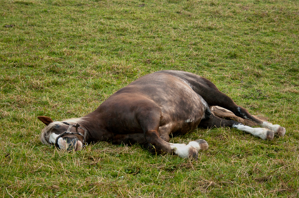 Horse with colic laying down