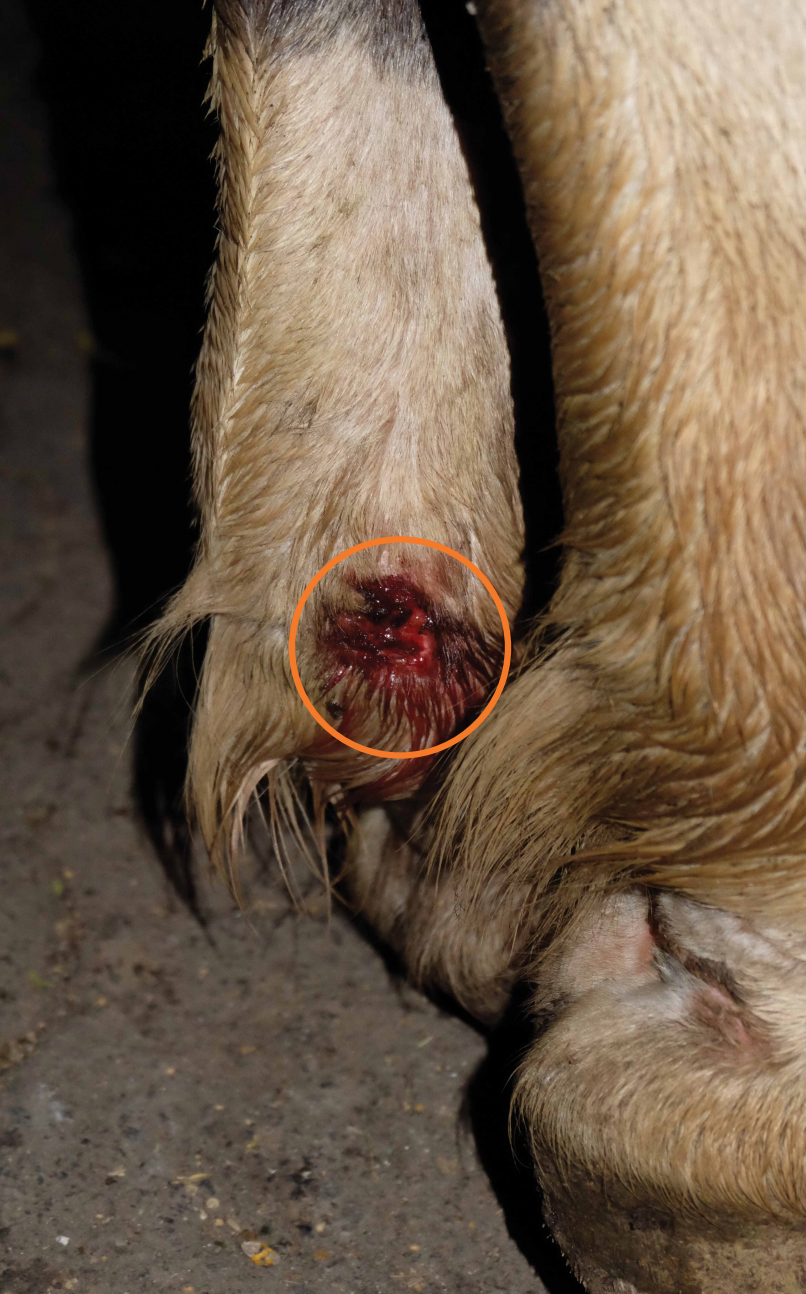 Close-up of a cow's leg with a noticeable wound circled in orange. The background is a rough, gray pavement.