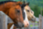 Horse Breeds Explained: Finding the Right Horse for Different Riders and Disciplines