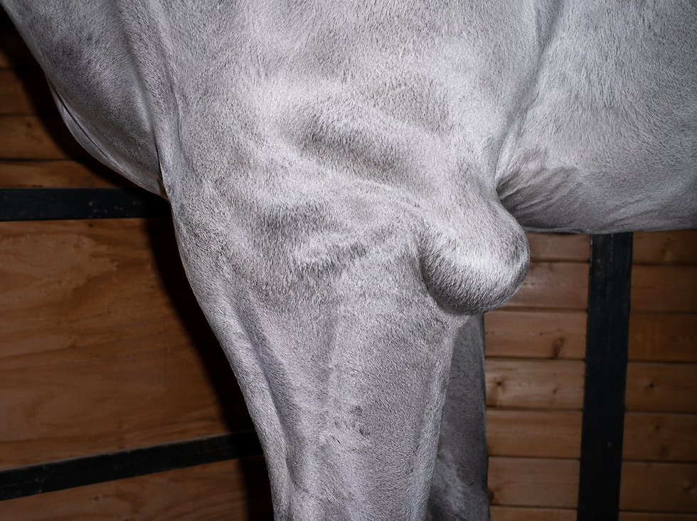 Horse capped elbow, olecranon bursitis, shoe boil
