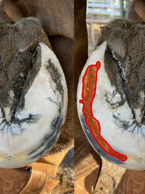 Side-by-side image of the same hoof affected by white line disease, with the infection highlighted