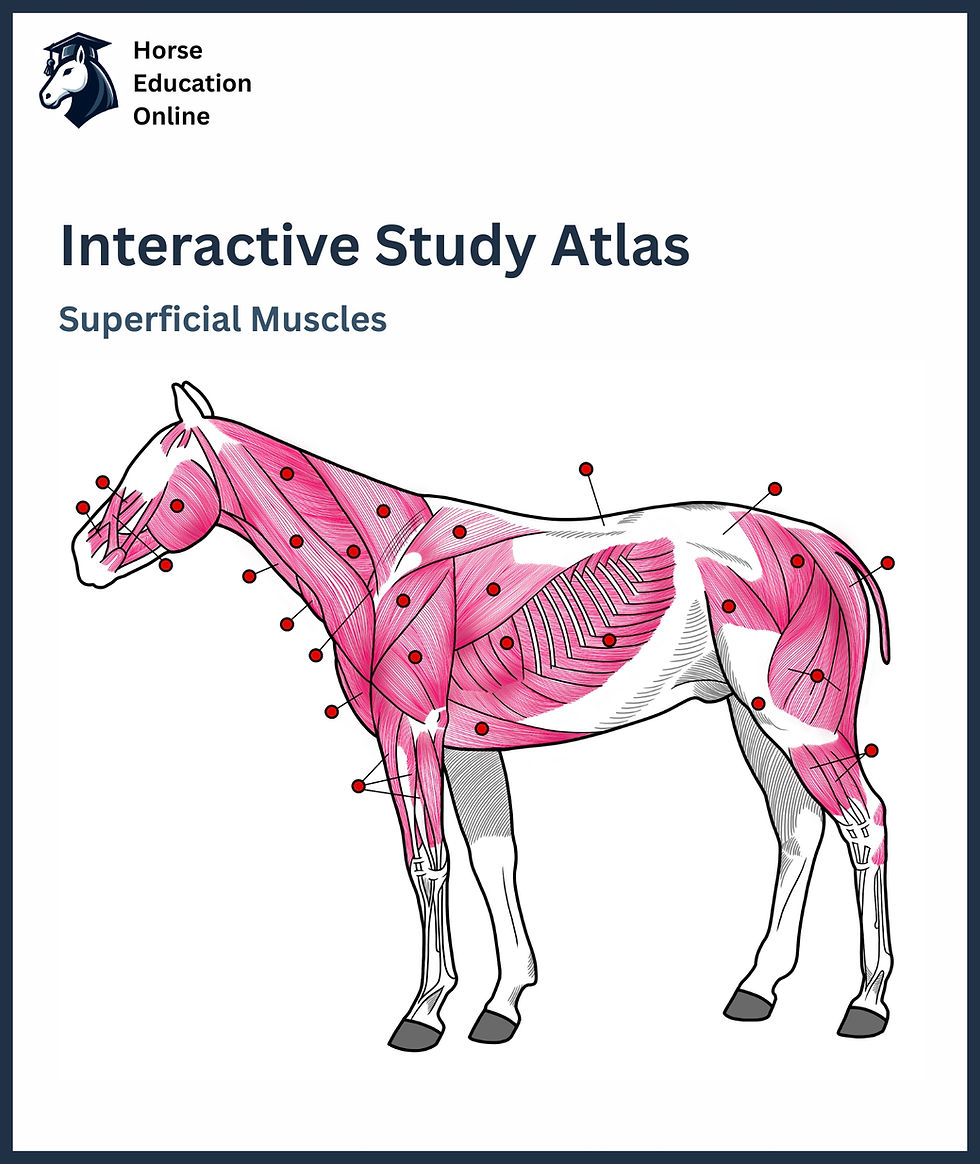 Horse Education Online.jpg