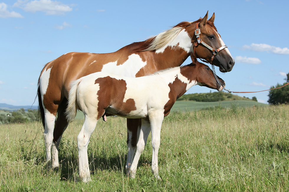 American paint horse mare and foal standing in a field