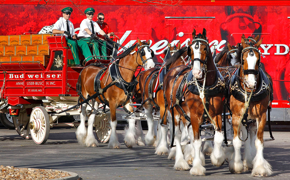 Budweiser clydesdale horses