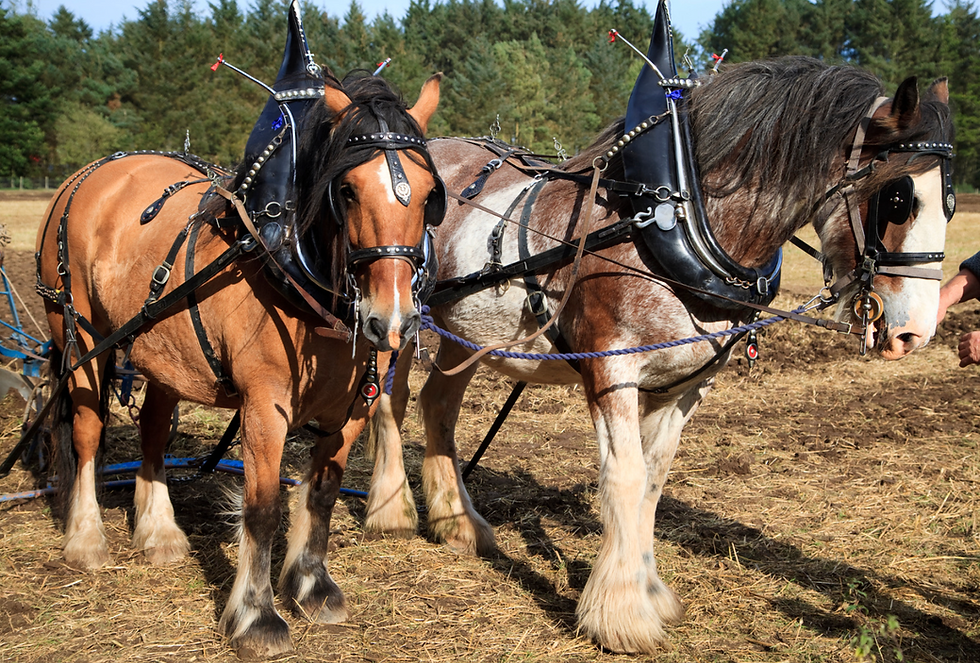 Two harnessed Percheron horses stand in a sunny field, wearing black bridles and plumes, with trees in the background.