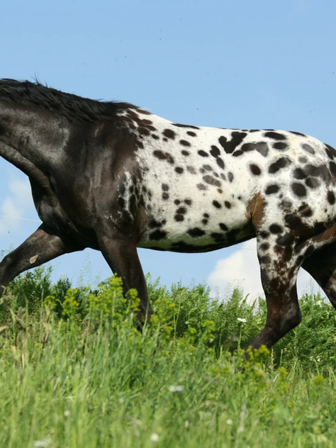 Appaloosa horse walking in a green field