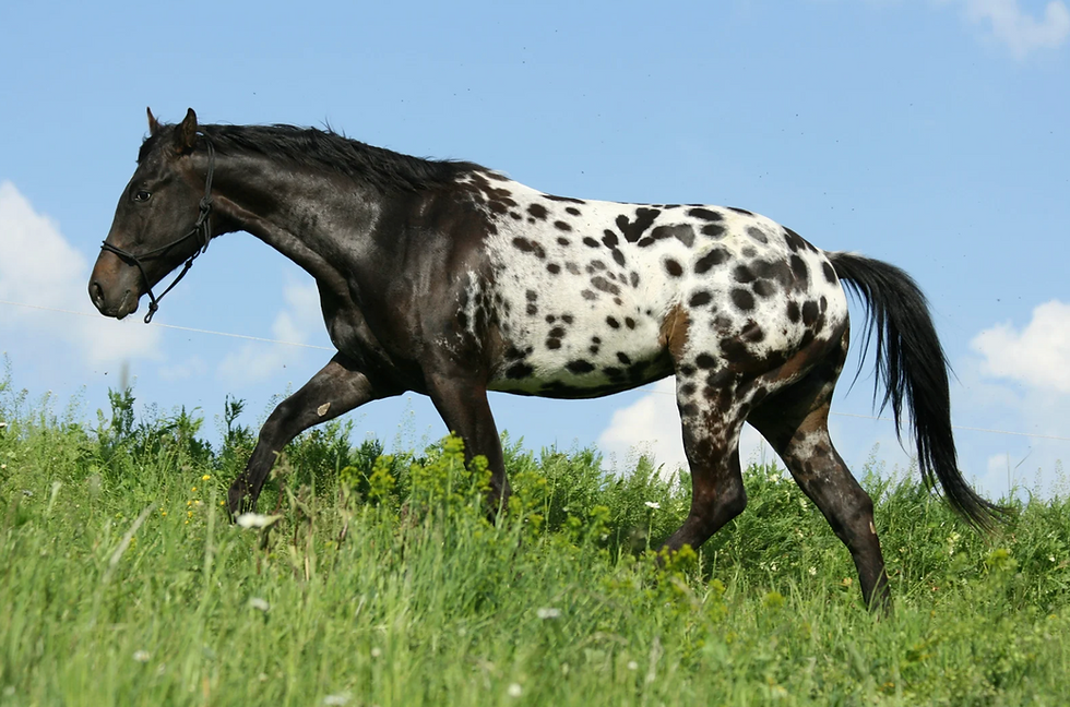 Appaloosa horse walking through tall green grass under a clear blue sky.