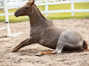 Horse with Equine Herpes Virus