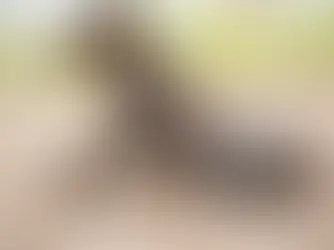 Horse with Equine Herpes Virus