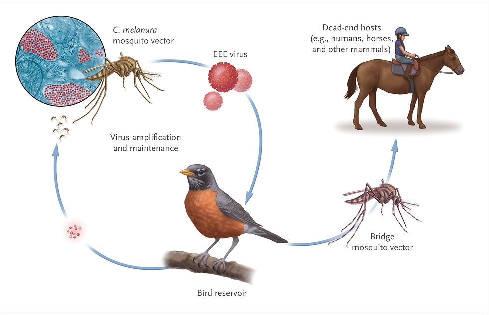 Horse EEE, Eastern Equine Encephalitis cycle of infection