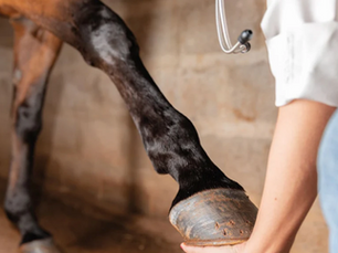 Horse extending its leg forward during a veterinarian flexion test