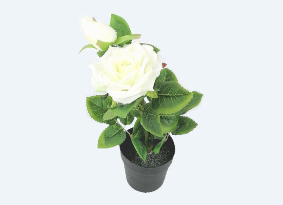 Miniatura: Planta con maceta