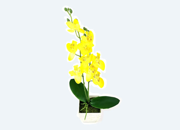 Miniatura: Flor orquídea