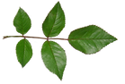 pngbarn (2).png