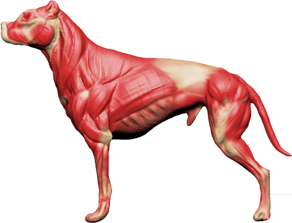 3D muscles anatomy
