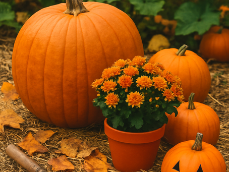 Embracing the Pumpkin Season: A Gardener's Delight