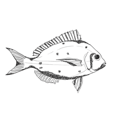 fish_3_pink_edited.png