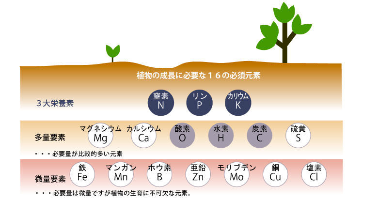 植物栄養素の健康上の利点
