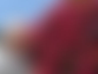 ばら苑 1日目🌹