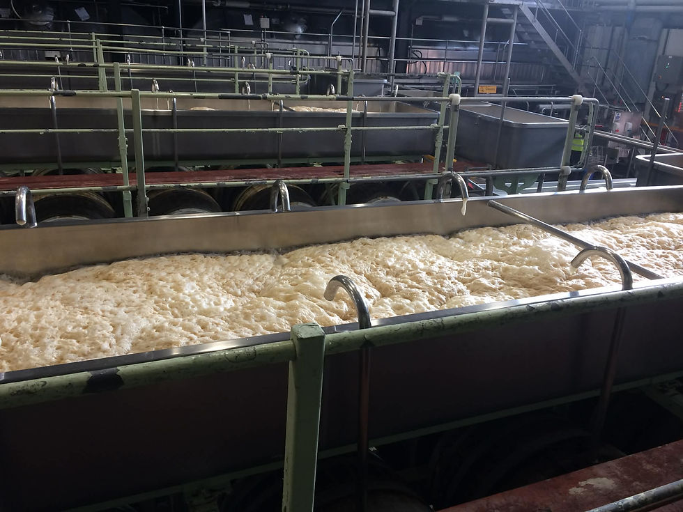 Pedigree fermenting in the Unions at Marston’s in 2019. It seems so recent that the beer was the company’s flagship ale.