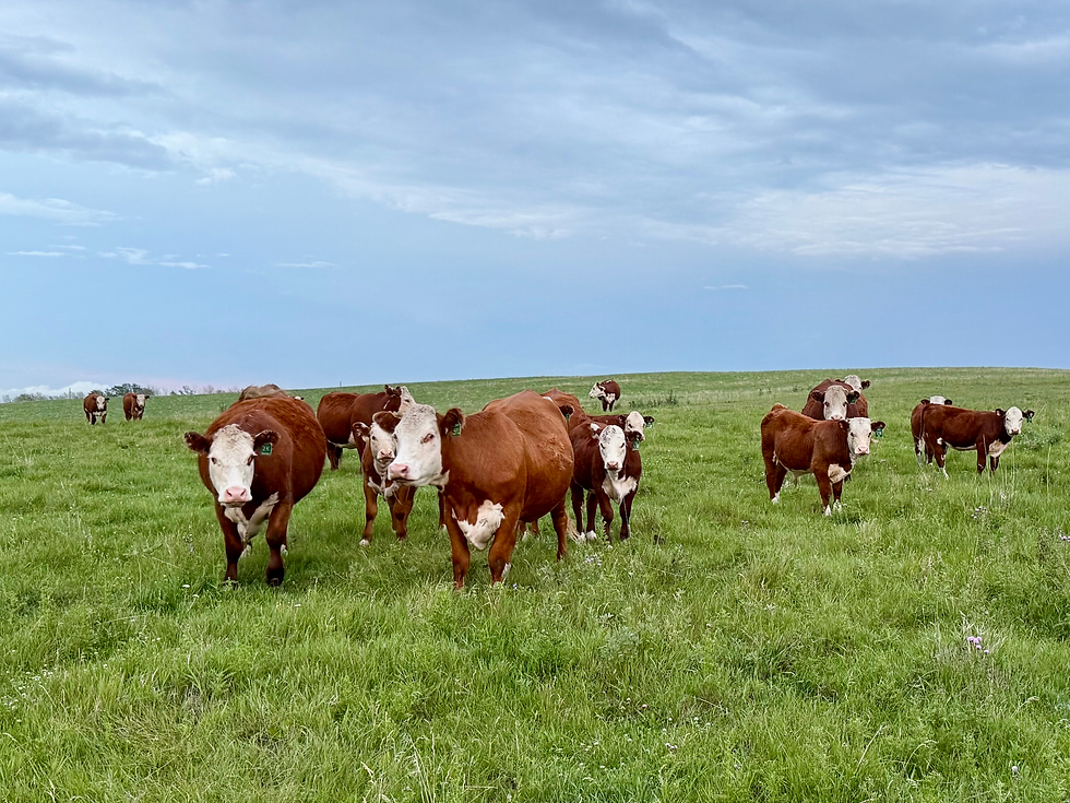 ANIMAL HEALTH (1).png