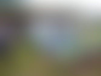 畑のお芋に大喜び!