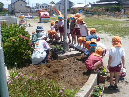 朝顔とヒマワリを植えました