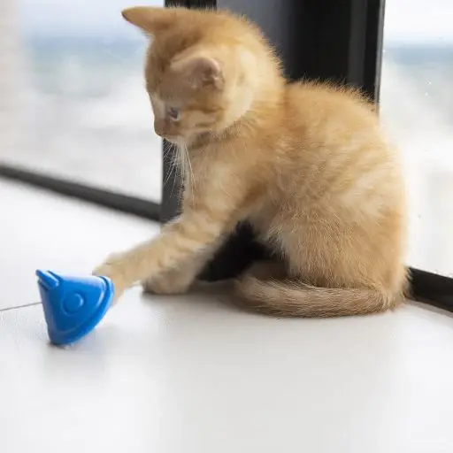 Miniatura: Juguete para gato con sonajero