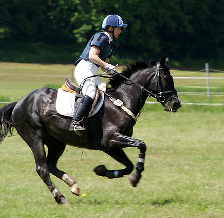 Phycovet'Horse : évitez les carences et augmenter la masse musculaire de votre animal