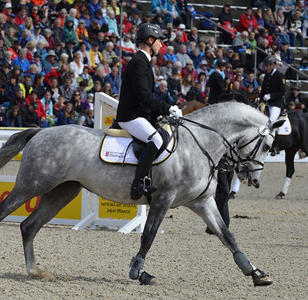 Phycovet'Horse : Programmer un entraînement soutenu pour vos chevaux