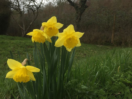 Plant of the month ... March