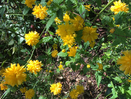 Plant of the month ... April