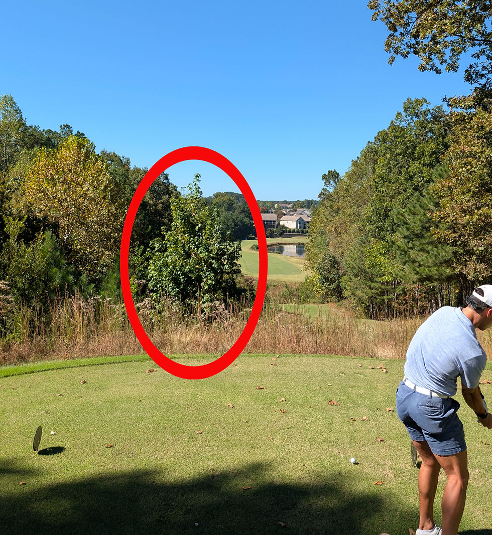 Please remove this tree!