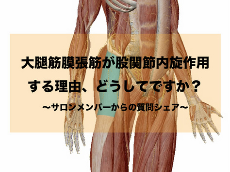 TFLが股関節内旋に作用する理由、どうしてですか?